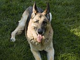 Хатико из Аргентины: преданный пес шесть лет не покидает могилу хозяина