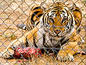 Житель Нью-Йорка прыгнул в клетку с тигром &#8211; из любви к природе