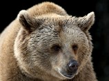 Медведи терроризируют Братск: улицы города патрулируют полиция и охотники
