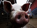 Трагедия в Орегоне: свиньи сожрали фермера, оставив лишь вставную челюсть