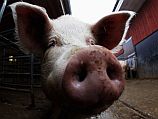 Трагедия в Орегоне: свиньи сожрали фермера, оставив лишь вставную челюсть