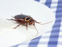 Американец скончался после победы в конкурсе по поеданию тараканов