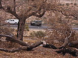 Арабы обвиняют поселенцев: под Ариэлем выкорчеваны около 100 оливковых деревьев
