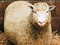 Скончался ученый, клонировавший овечку Долли