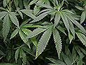 Полиция вернула владельцу 17 украденных кустов марихуаны