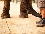 В зоопарке Сиднея слон напал на женщину