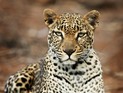 Цирковой леопард напал на 7-летнего ребенка в Подмосковье