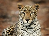 Цирковой леопард напал на 7-летнего ребенка в Подмосковье