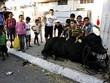 Жертва Ид аль-Адха: корова убила жителя Газы, пытавшегося ее зарезать