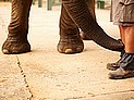 В южнокорейском зоопарке обнаружен говорящий слон