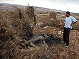 Поселенцы засняли вырубку арабами собственных олив
