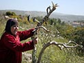 "Привет из Тель-Авива и Беэр-Шевы": уничтожена палестинская оливковая роща 
