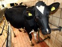 Против скотобойни компании "Тнува" начато уголовное расследование