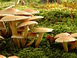 Хайфа: пожилые супруги отравились грибами, собранными самостоятельно