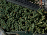 Завхоз колледжа в Цфате выбросил рождественскую елку, установленную студентами