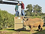 В рамат-ганский "Сафари" приехала Керен - двухлетняя самка носорога