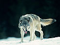 В Якутии из-за нашествия волков объявят режим чрезвычайной ситуации