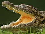 15.000 крокодилов сбежали с одной из крупнейших крокодиловых ферм в долине реки Лимпопо