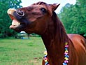 Житель Техаса изнасиловал лошадь в надежде, что та родит ему кентавра