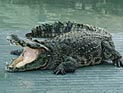 На Филиппинах умер самый большой в мире морской крокодил 