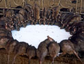 Тегеран подвергся нашествию гигантских крыс