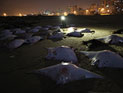 Нашествие скатов на сектор Газы: выловлены тысячи гигантских рыб. ФОТО