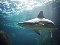 Британец "напал" на акулу, оттащив ее за хвост от играющих детей