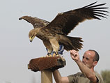В рамат-ганском "Сафари" орла заново учат летать