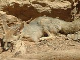 Песчанная лисица, один из трех видов лис, встречающихся в Израиле