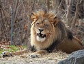 Трагедия в калифорнийском зоопарке: 26-летнюю девушку растерзал лев