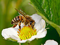 Ученые США: пчелиный яд нейтрализует вирус СПИД 