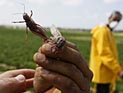 Новый рой саранчи проник в Израиль. "Органическая ферма" гоняет вредителей шумом