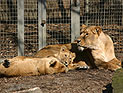 Хозяин зоопарка намерен прожить год в вольере со львами