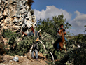 Арабы обвиняют поселенцев: уничтожены саженцы 200 оливковых деревьев