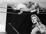 1955 год. Бриджит Бардо на съемках уговаривает кота пройти по канату