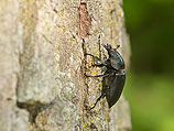Минсельхоз предупреждает население о нашествии жуков-долгоносиков