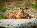 Суматранский тигр убил сотрудницу зоопарка