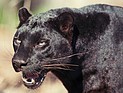 В Новосибирском зоопарке пантера на глазах у посетителей загрызла женщину