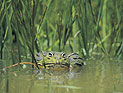Ученые обнаружили, что расписная лягушка из долины Хула &#8211; "живой реликт" 