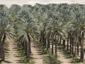 Израильские ученые: пальмовые короеды обладают способностью к "непорочному зачатию"