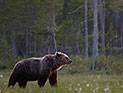 Двум россиянам грозит смертная казнь за нелегальных ввоз медвежьих лап в Китай