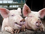 Фермер кормил свиней мариуханой и поил водкой: покупателям идея понравилась