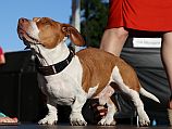 Самым уродливым псом мира признан 4-летний Уали, потомок гончей, боксера и бассета