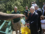 Шимон Перес получил подарок к 90-летию от слона. Библейский зоопарк Иерусалима, 2 июля 2013 года