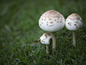 Новое исследование объясняет эффект "волшебных грибов"