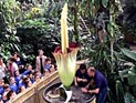 В Брюсселе расцвел гигантский "трупный цветок", пахнущий гнилым мясом