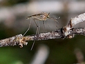 На юге и севере Израиля обнаружены комары-переносчики западно-нильской лихорадки