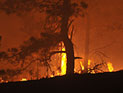 Лесные пожары на юге США унесли жизни 19 пожарных