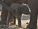 В рамат-ганском "Сафари" родился азиатский слоненок