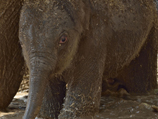 В рамат-ганском "Сафари" родился азиатский слоненок